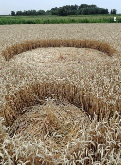 Gold Flower Dike Road, Netherlands crop circle, aerial photo 8