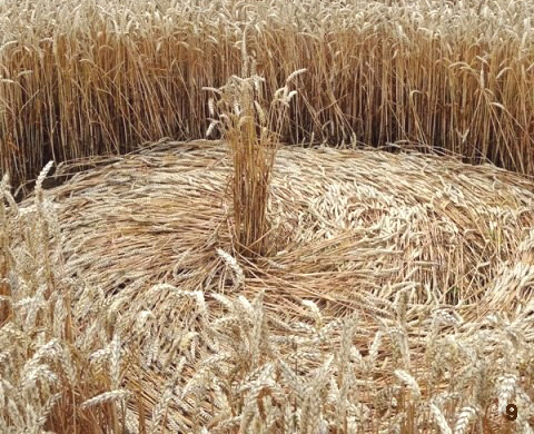 Gold Flower Dike Road, Netherlands crop circle, aerial photo 9