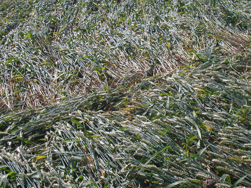 Gripp Patch, Wiltshire crop circle, aerial photo 51