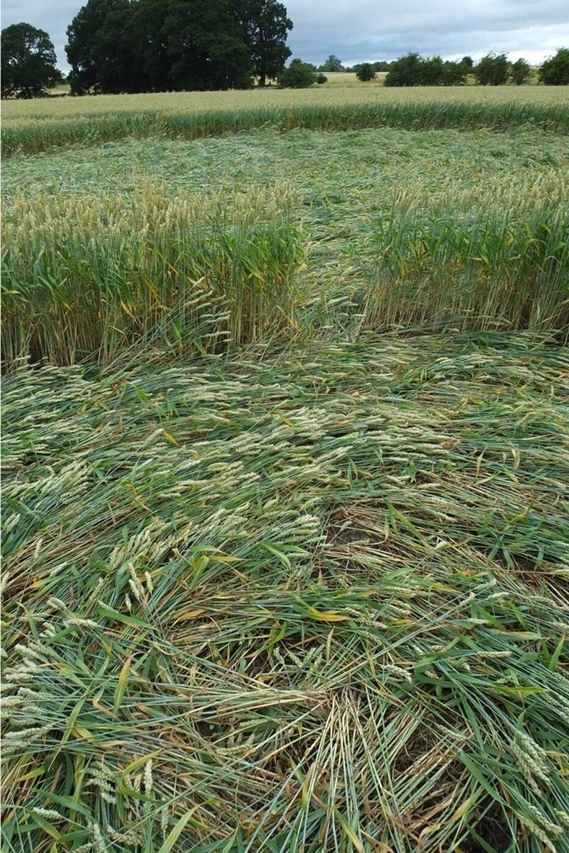 Gripp Patch, Wiltshire crop circle, aerial photo 21