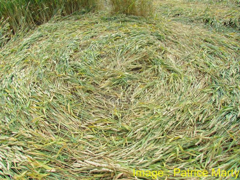Gripp Patch, Wiltshire crop circle, aerial photo 45