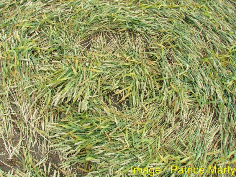Gripp Patch, Wiltshire crop circle, aerial photo 41