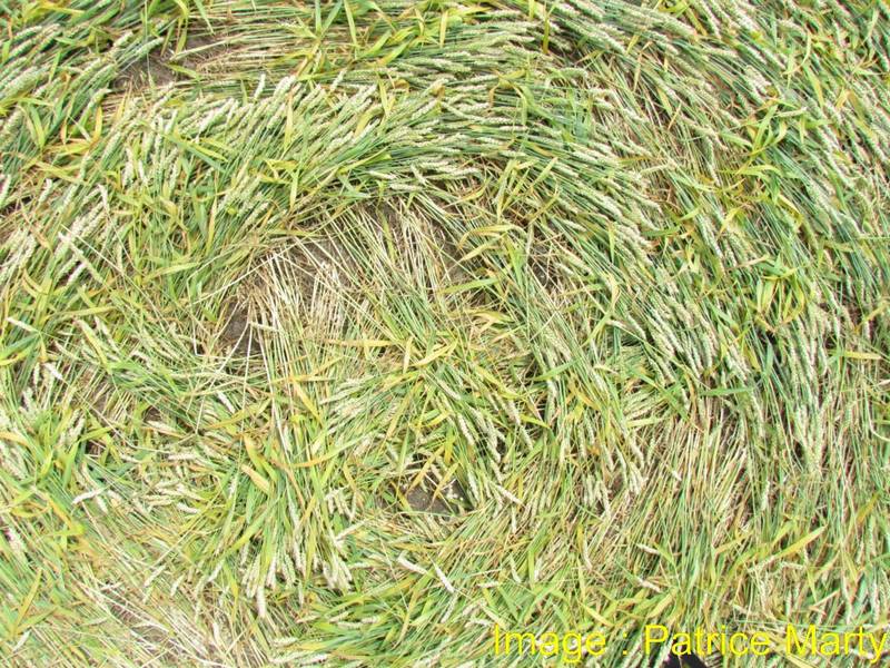Gripp Patch, Wiltshire crop circle, aerial photo 40