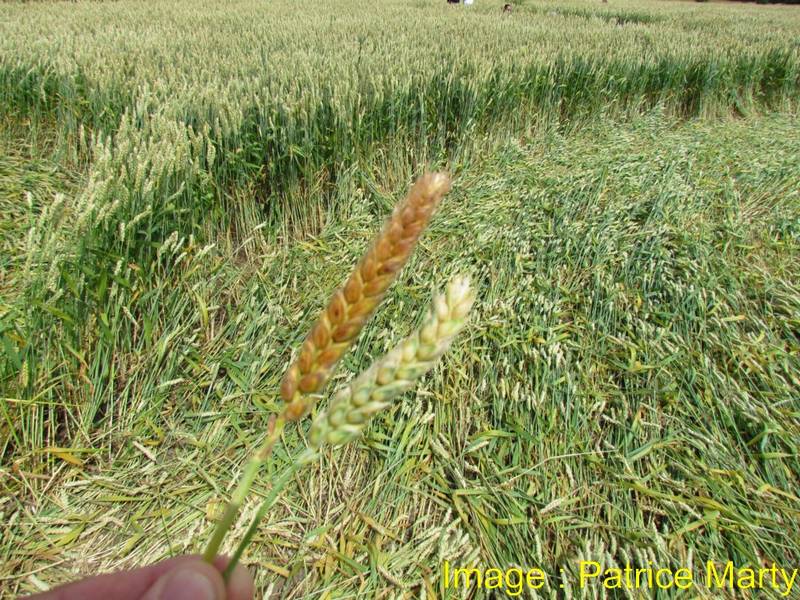 Gripp Patch, Wiltshire crop circle, aerial photo 39
