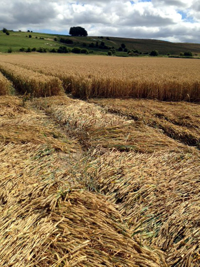 Hackpen Hill (2), Wiltshire crop circle, aerial photo 31