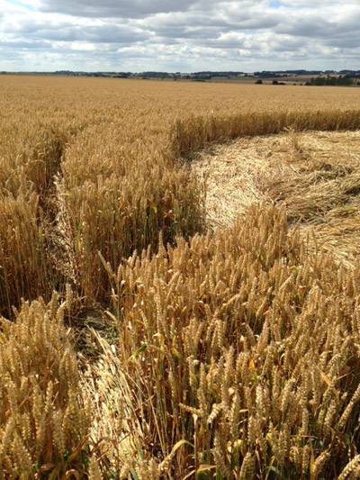 Hackpen Hill (2), Wiltshire crop circle, aerial photo 29
