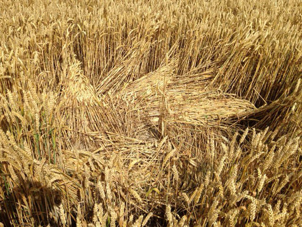Hackpen Hill (2), Wiltshire crop circle, aerial photo 28