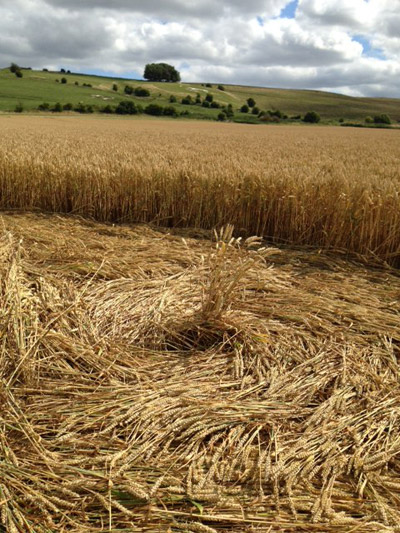 Hackpen Hill (2), Wiltshire crop circle, aerial photo 27