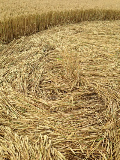 Hackpen Hill (2), Wiltshire crop circle, aerial photo 26