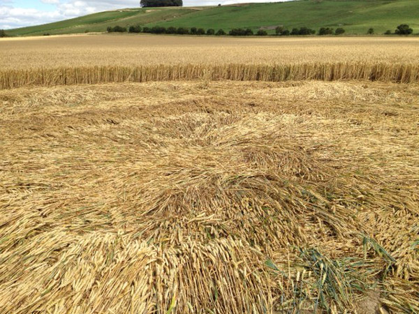 Hackpen Hill (2), Wiltshire crop circle, aerial photo 25