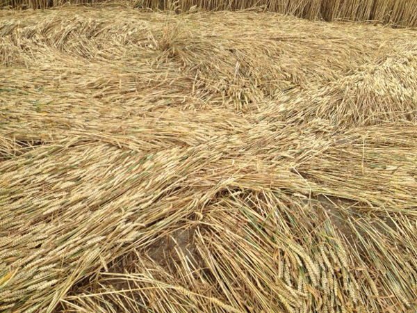 Hackpen Hill (2), Wiltshire crop circle, aerial photo 33