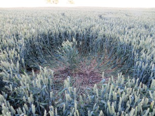 Hackpen Hill, Wiltshire crop circle, aerial photo 16