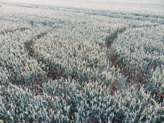 Hackpen Hill, Wiltshire crop circle, aerial photo 17
