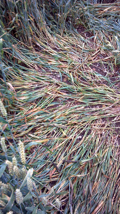 Hackpen Hill, Wiltshire crop circle, aerial photo 5