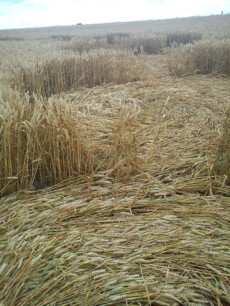 Hackpen Hill (4), Wiltshire crop circle, aerial photo 65