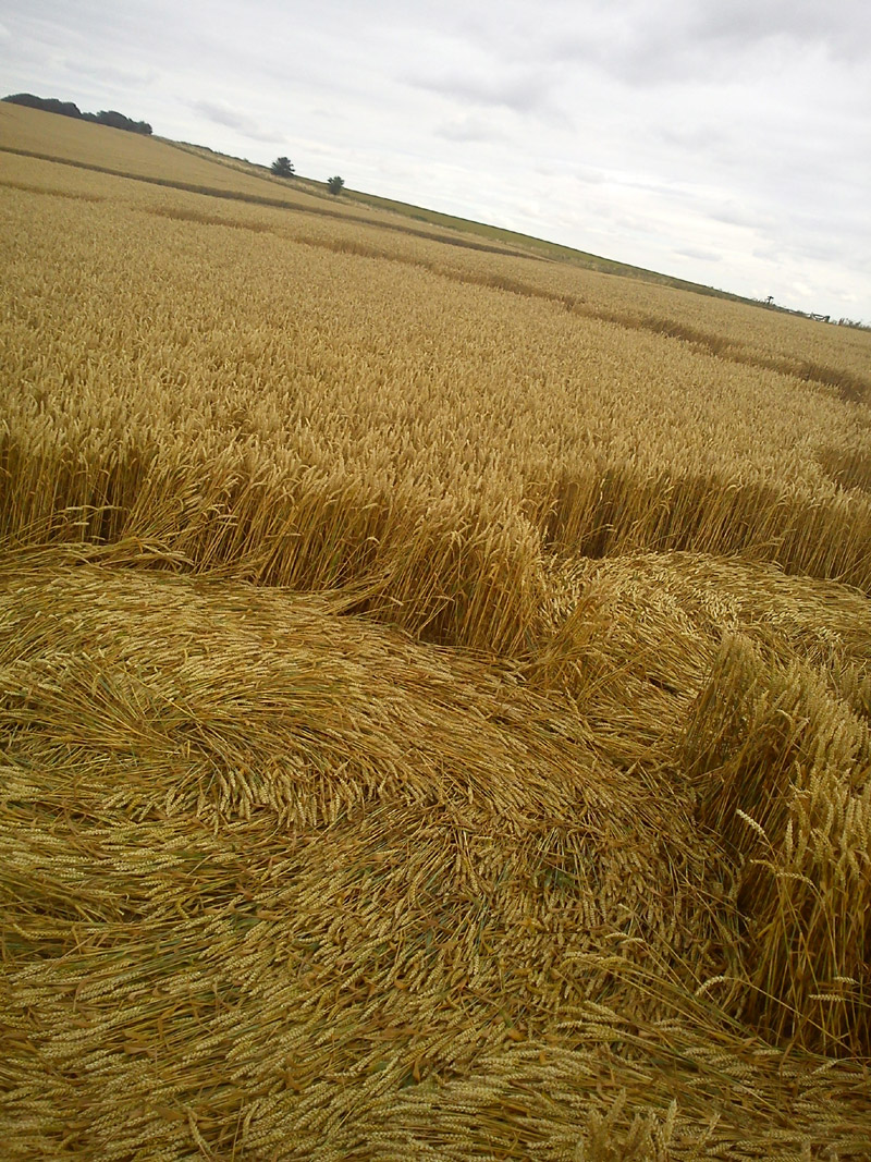 Hackpen Hill (4), Wiltshire crop circle, aerial photo 68