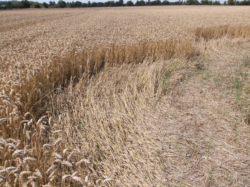Hilcott, Wiltshire crop circle, aerial photo 37