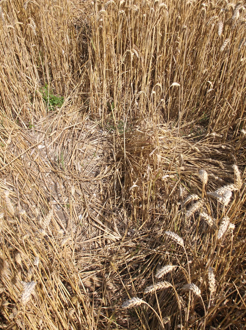 Hilcott, Wiltshire crop circle, aerial photo 36