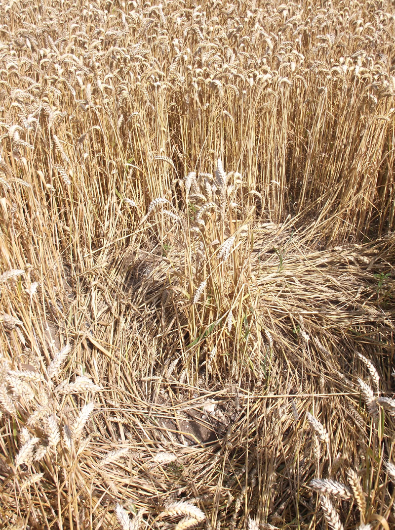 Hilcott, Wiltshire crop circle, aerial photo 35