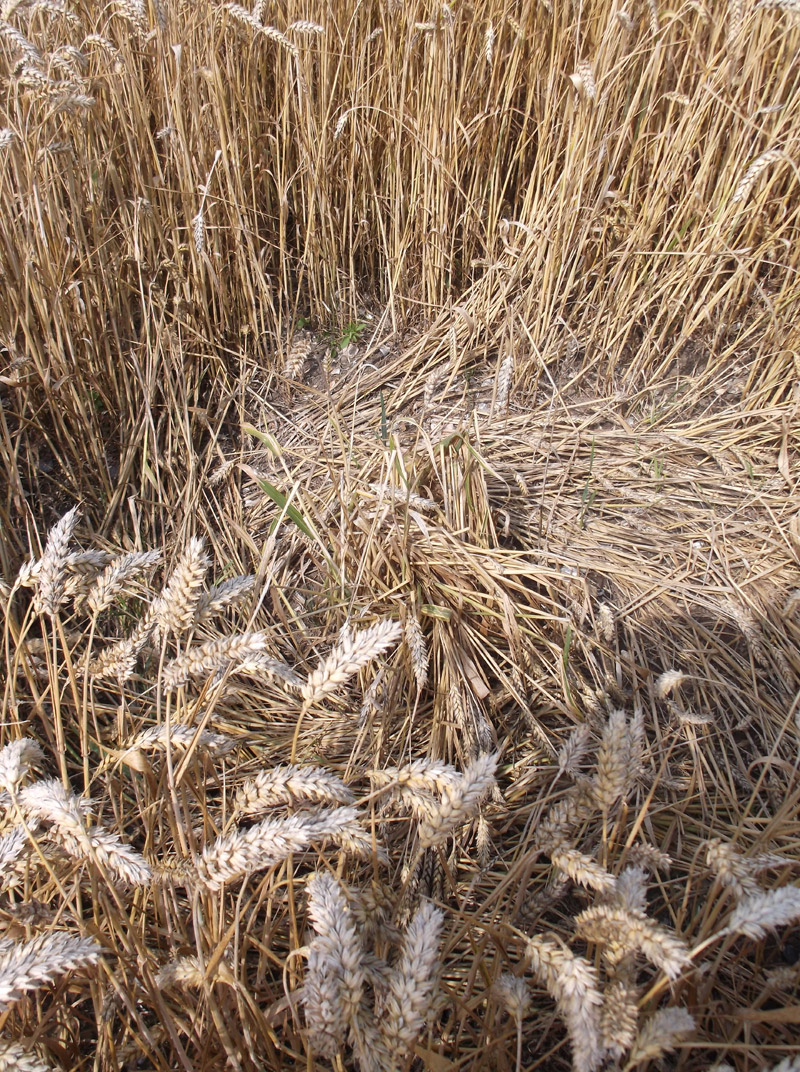 Hilcott, Wiltshire crop circle, aerial photo 44