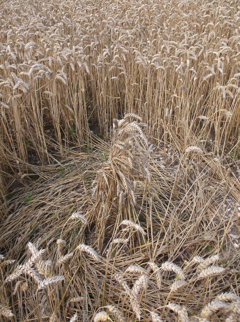 Hilcott, Wiltshire crop circle, aerial photo 42