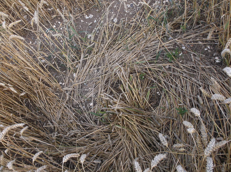 Hilcott, Wiltshire crop circle, aerial photo 40