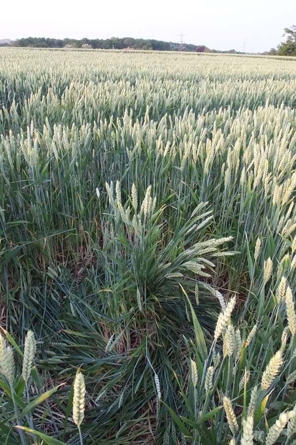 Hilcott, Wiltshire crop circle, aerial photo 26