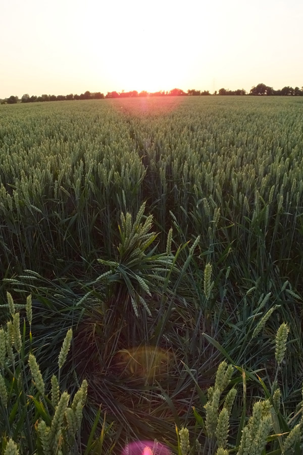 Hilcott, Wiltshire crop circle, aerial photo 30