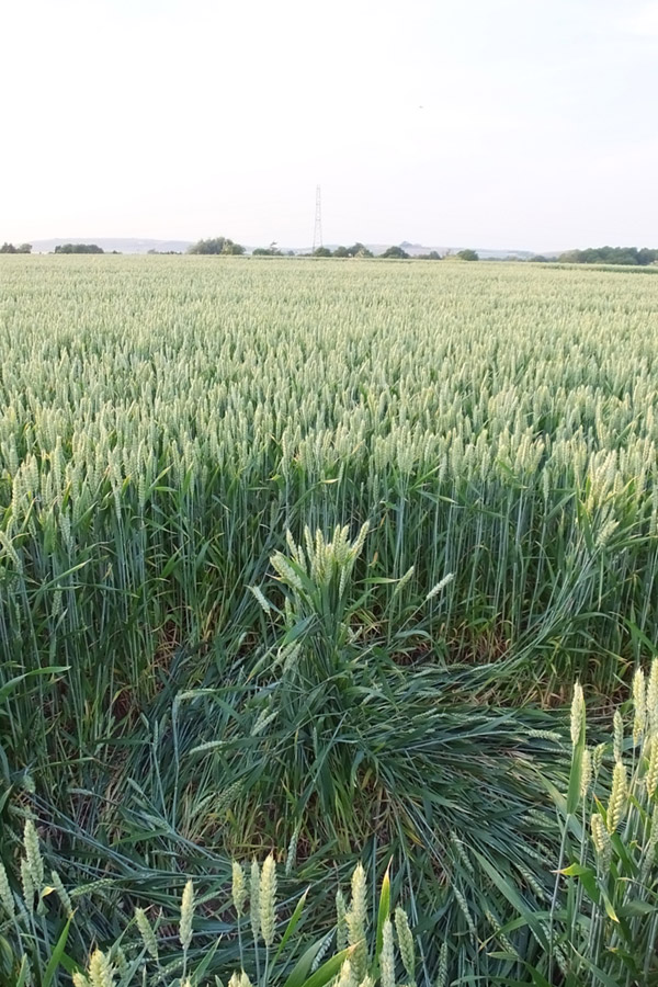 Hilcott, Wiltshire crop circle, aerial photo 27
