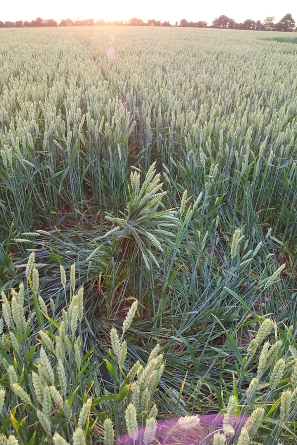 Hilcott, Wiltshire crop circle, aerial photo 29