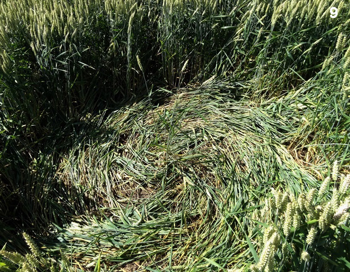 Hoeven (3), Netherlands crop circle, aerial photo 9