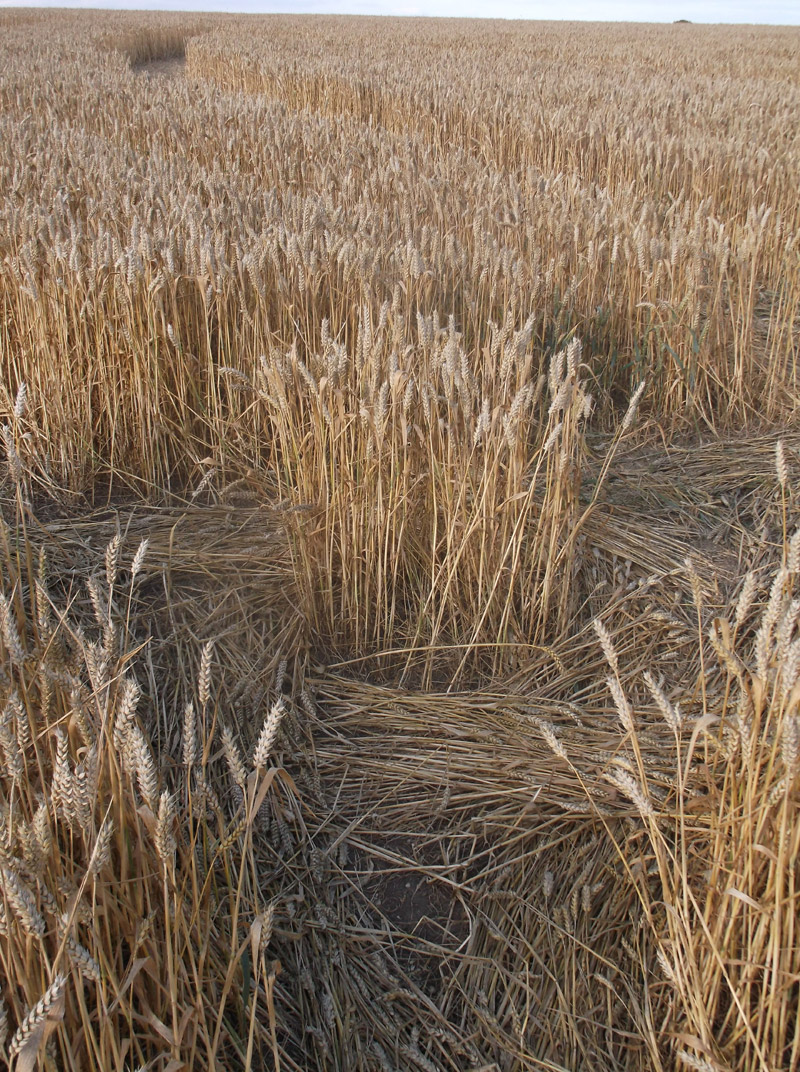 Monument Hill, Wiltshire crop circle, aerial photo 86