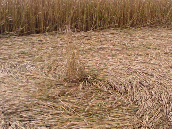 Monument Hill, Wiltshire crop circle, aerial photo 81
