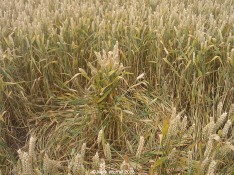 Monument Hill, Wiltshire crop circle, aerial photo 84