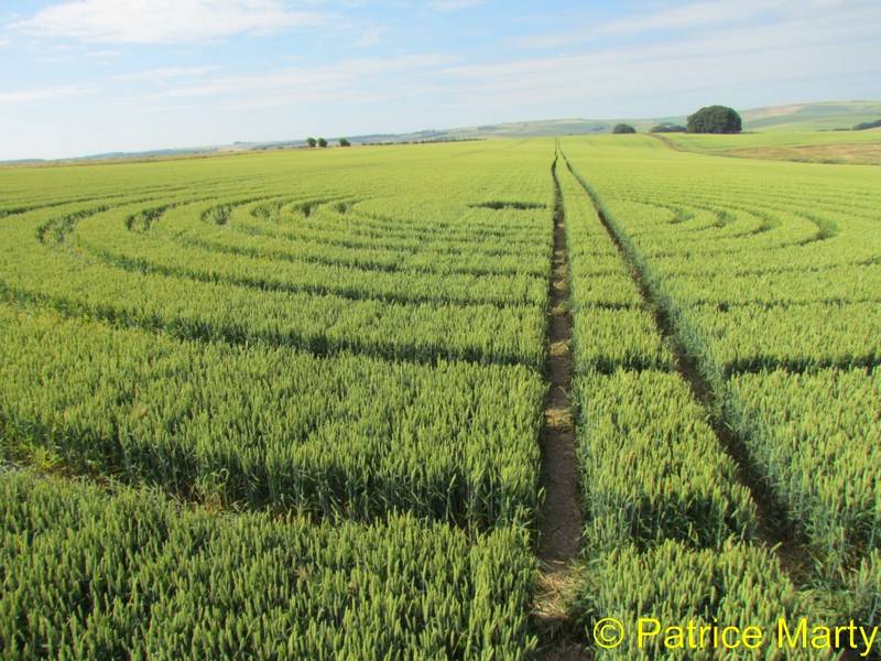 Avebury Trusloe, Wiltshire crop circle, aerial photo 142