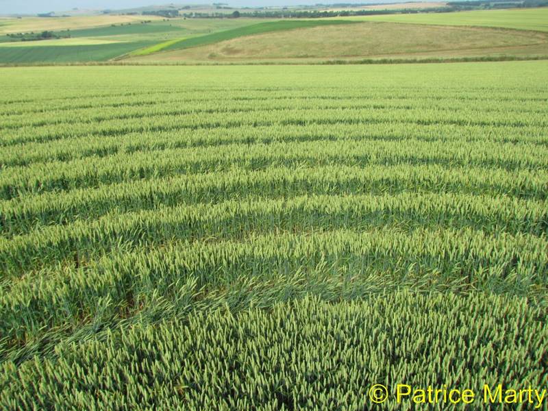 Avebury Trusloe, Wiltshire crop circle, aerial photo 144