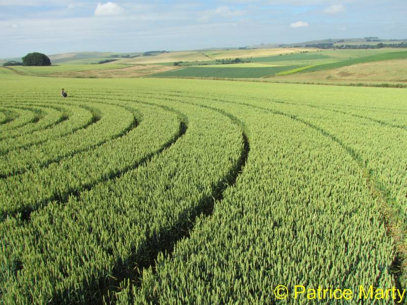 Avebury Trusloe, Wiltshire crop circle, aerial photo 146