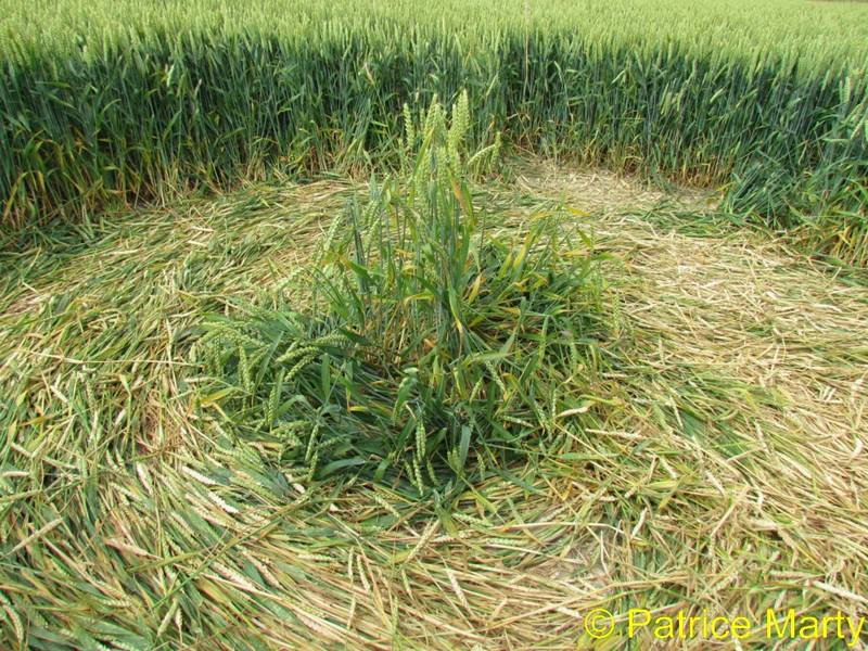 Avebury Trusloe, Wiltshire crop circle, aerial photo 145