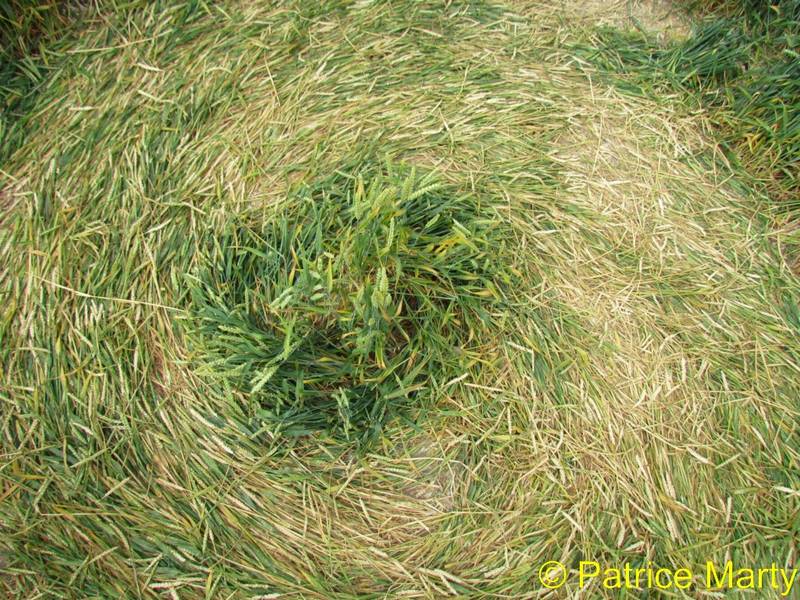 Avebury Trusloe, Wiltshire crop circle, aerial photo 148