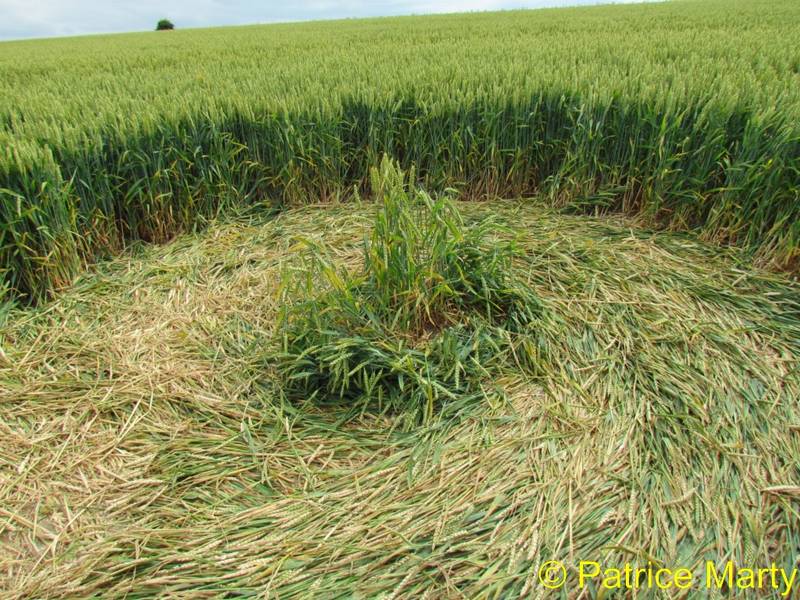 Avebury Trusloe, Wiltshire crop circle, aerial photo 151