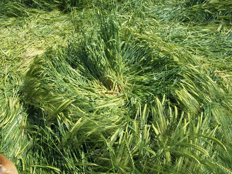 Silbury Hill, Wiltshire crop circle, aerial photo 42