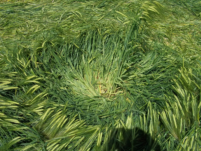 Silbury Hill, Wiltshire crop circle, aerial photo 40