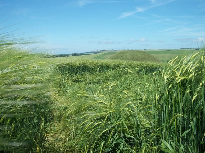 Silbury Hill, Wiltshire crop circle, aerial photo 39