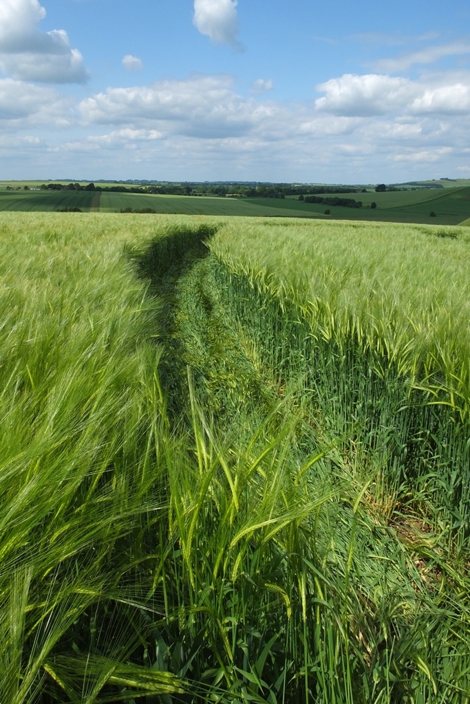Silbury Hill, Wiltshire crop circle, aerial photo 36