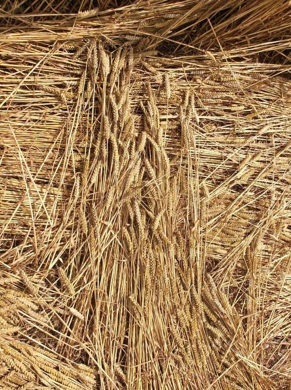 Stonehenge, Wiltshire crop circle, aerial photo 70