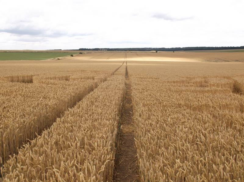 Stonehenge, Wiltshire crop circle, aerial photo 62