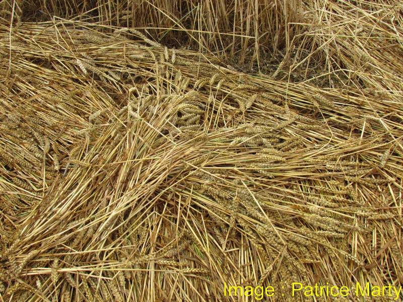 Stonehenge, Wiltshire crop circle, aerial photo 100