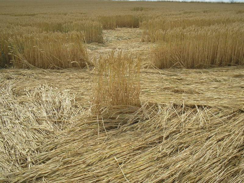 Stonehenge, Wiltshire crop circle, aerial photo 78