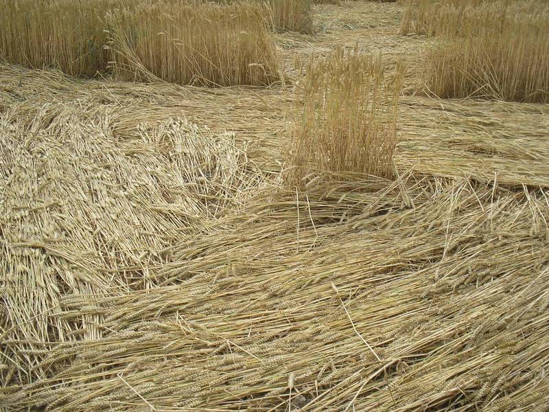 Stonehenge, Wiltshire crop circle, aerial photo 80
