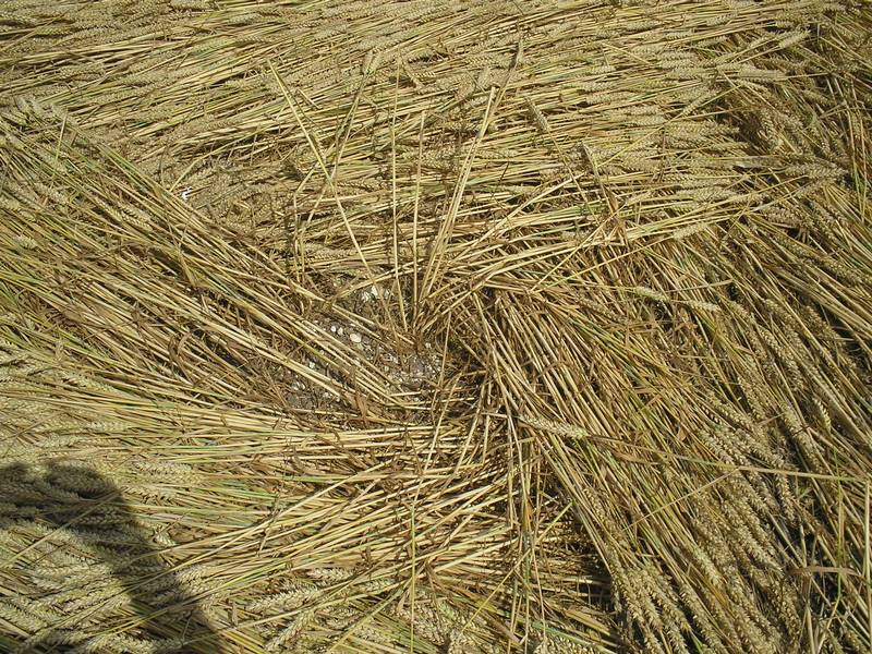 Stonehenge, Wiltshire crop circle, aerial photo 82
